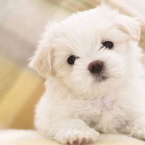 Meet your Posher, Lowkey